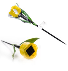 USL-C-452/PT305 YELLOW TULIP