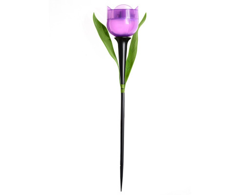 USL-C-453/PT305 PURPLE TULIP
